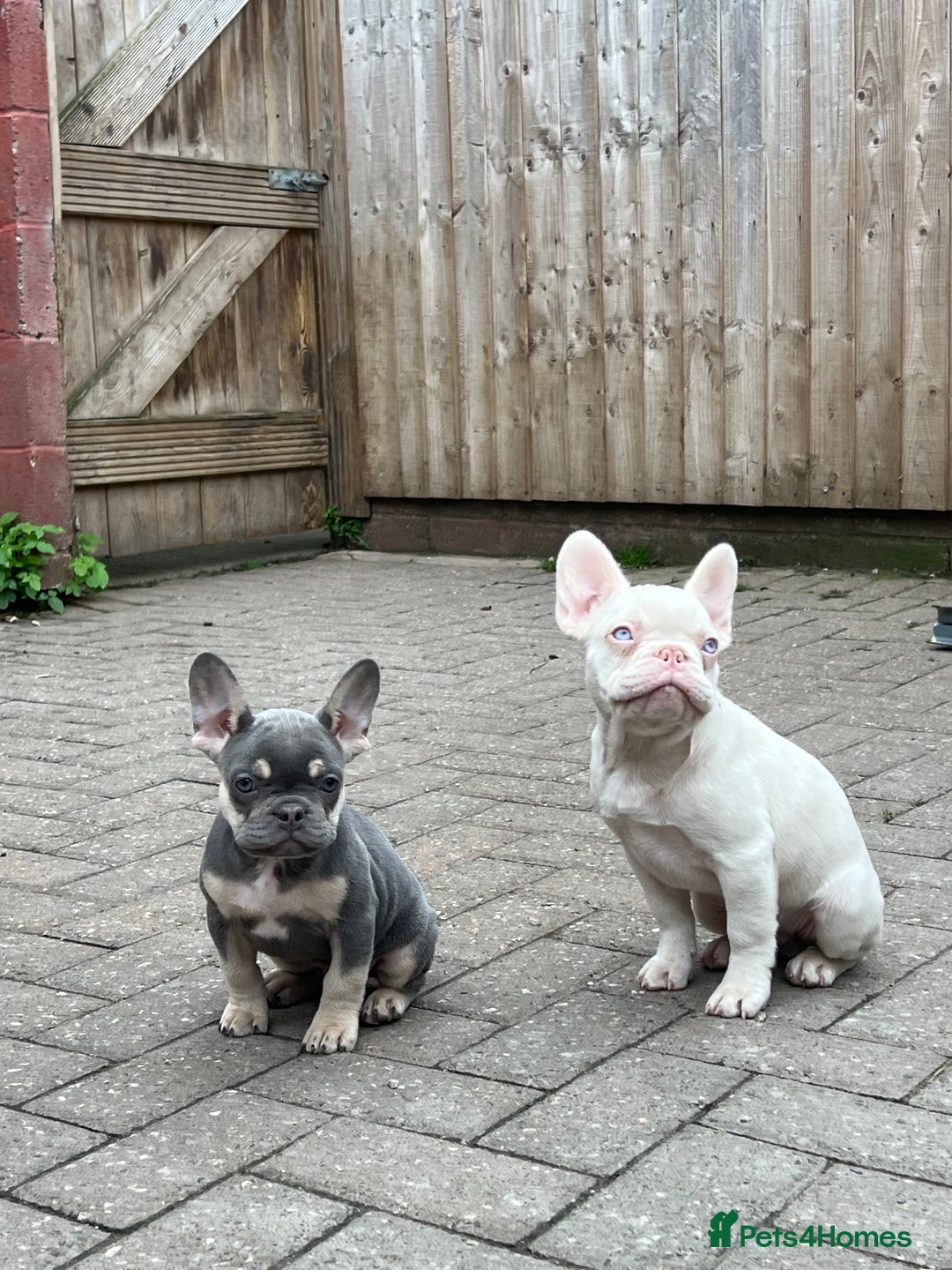 French Bulldog dogs for sale: LAST BOY AMAZING DNA REDUCED  - Image 4