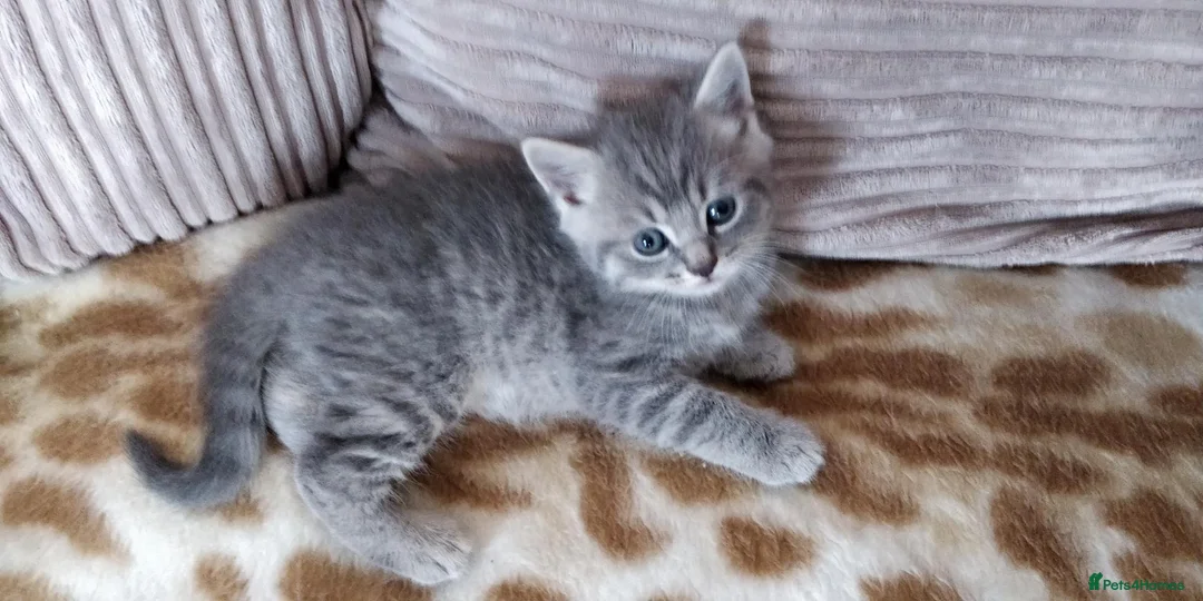 Russian Blue cats for sale: Beautiful Russian Blue kittens 8 weeks - Advert 1