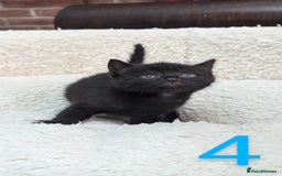 European cats for sale: 5 European shorthair kittens  - Image 5