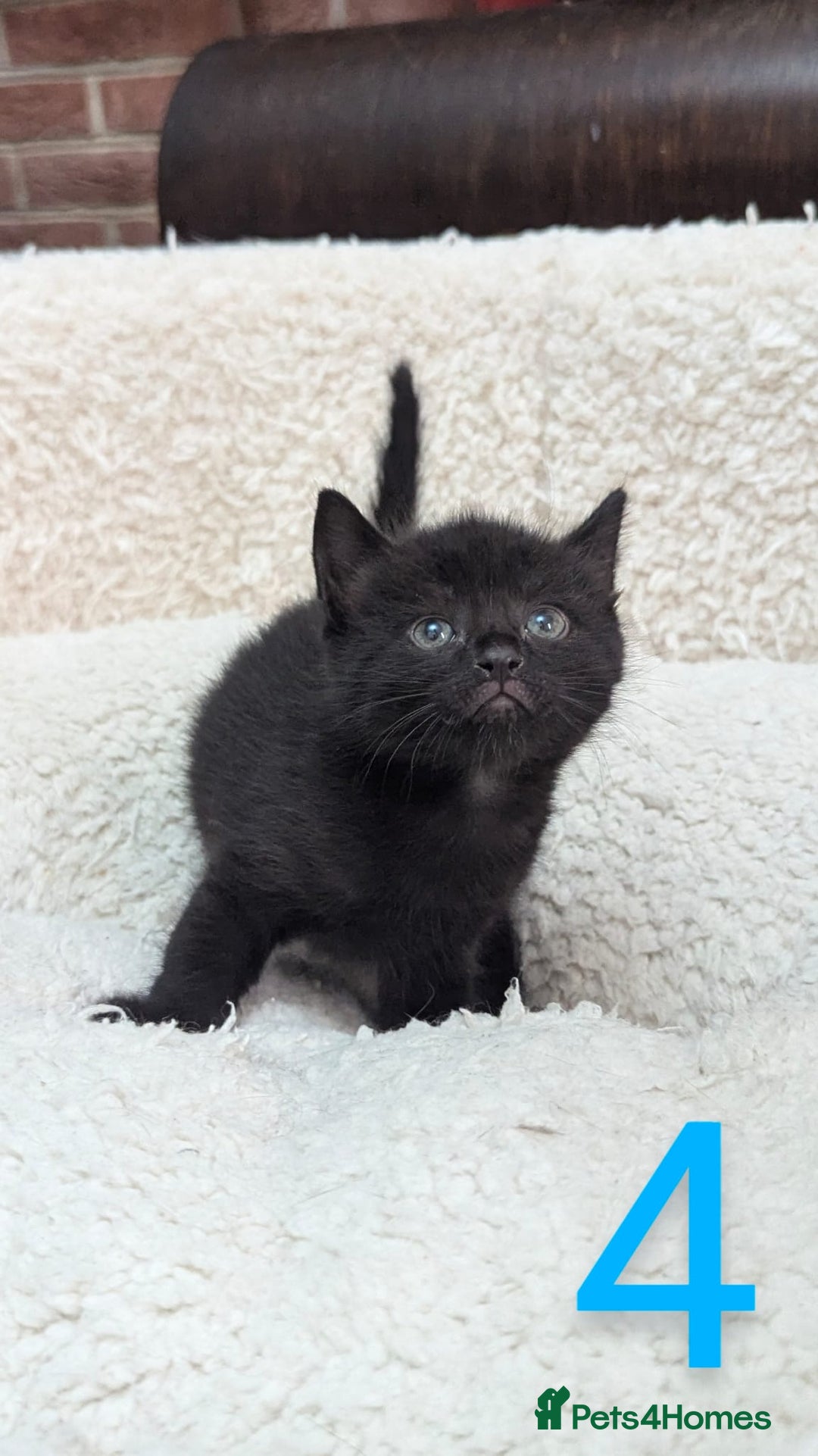 European cats for sale: 5 European shorthair kittens  - Image 5