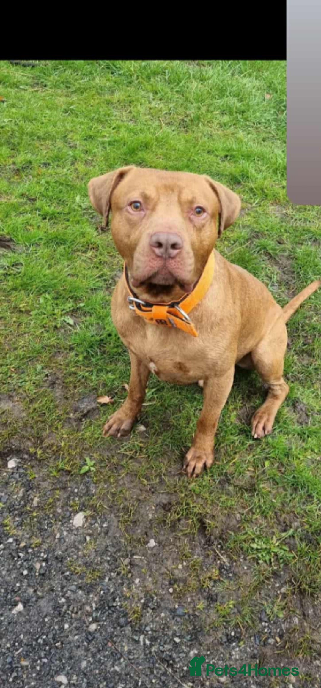 Mixed Breed dogs for sale: Boss  - Image 4