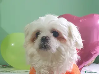 Shih Tzu dogs Shih Tzu experienced successful stud in Wembley - Advert 9