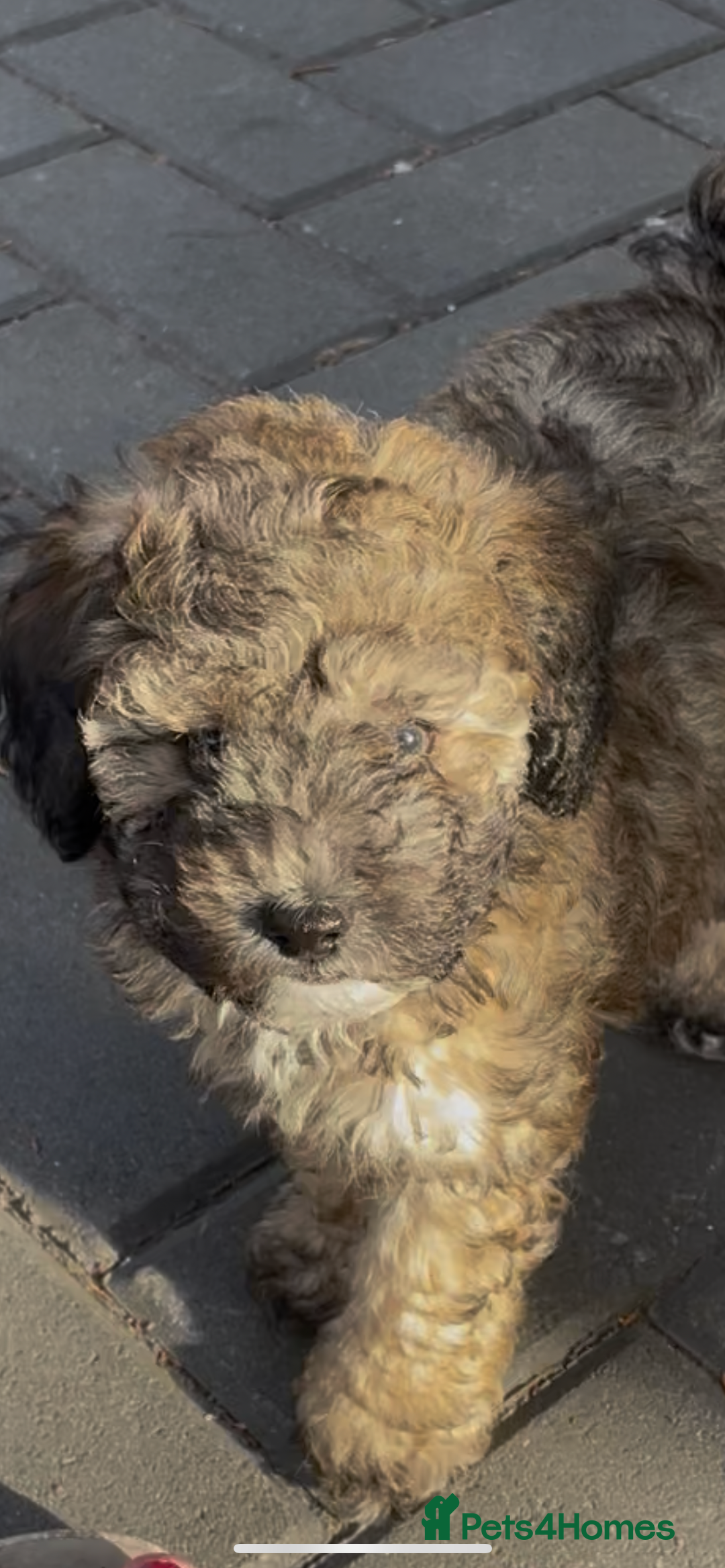 Miniature Poodle dogs for stud: Ozzie for stud only  - Image 12