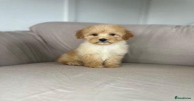 Cockapoo dogs - Advert 11