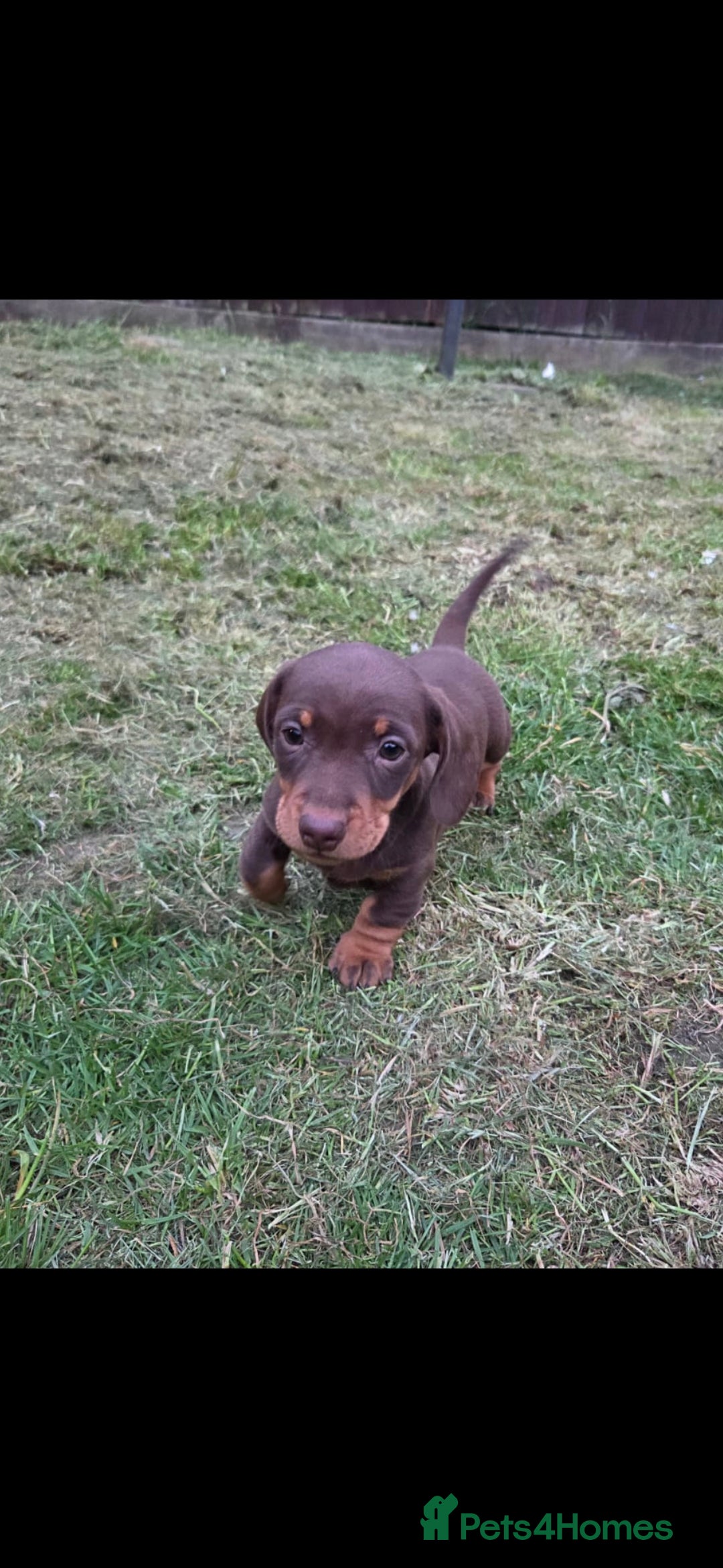Miniature Dachshund dogs for sale:  Miniature dashound  - Advert 2