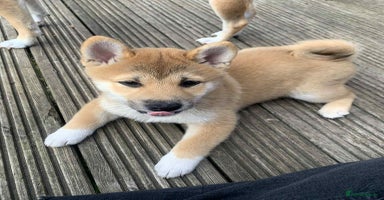 Japanese Shiba Inu dogs - Advert 11