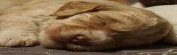Cockapoo dogs for sale: Stunning F2 Cockapoo Puppies  in Saltburn-by-the-Sea - Advert 12