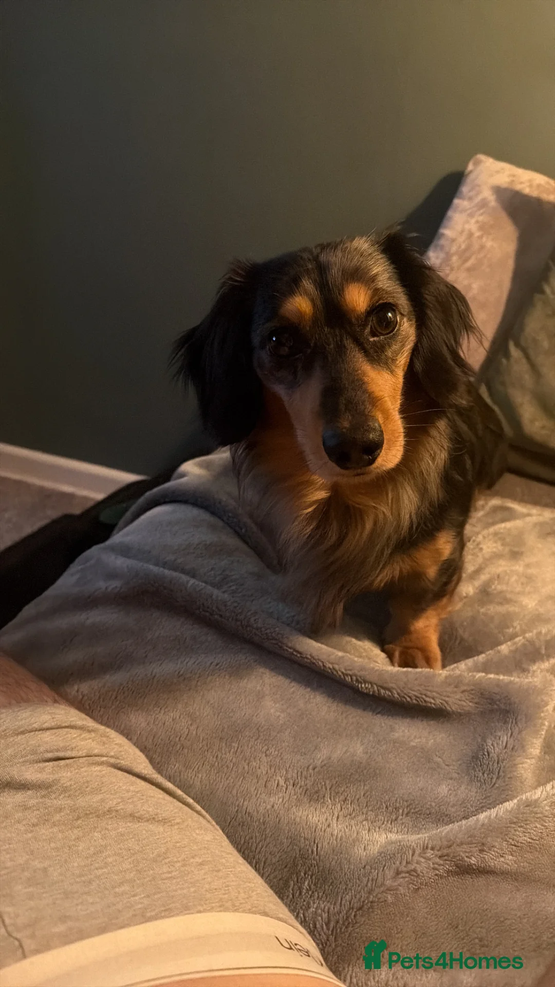 Miniature Dachshund dogs for sale: 2yo Long Haired Dachshund For New Home in Sheffield - Advert 2