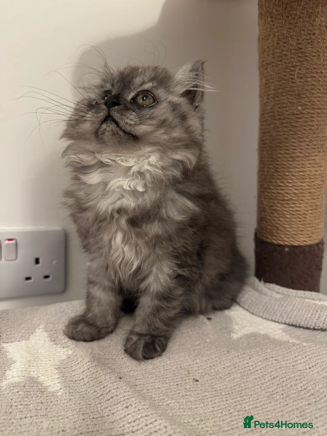 Persian cats for sale: Doll face persian - Advert 3