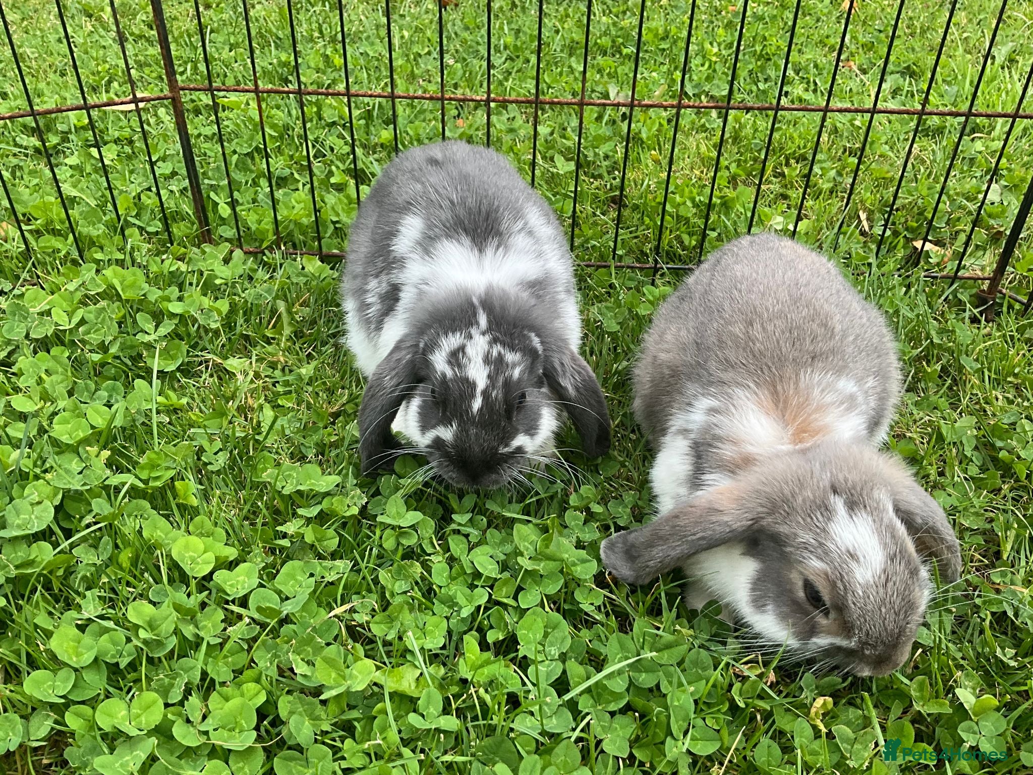 Mini Lop rabbits rabbit babies for sale - Advert 2