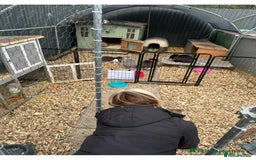 French Lop rabbits for sale: Last little girl looking for a forever home 💗 - Image 17