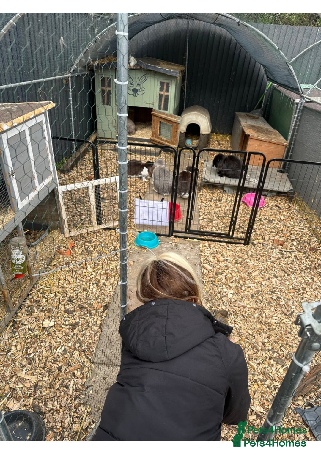 French Lop rabbits for sale: Last little girl looking for a forever home 💗 - Image 17