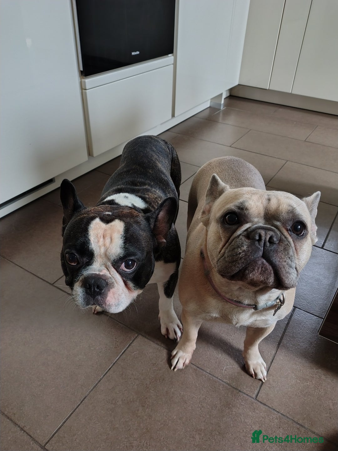 French Bulldog dogs for sale: French Bulldog Puppy (6 months) - Image 6
