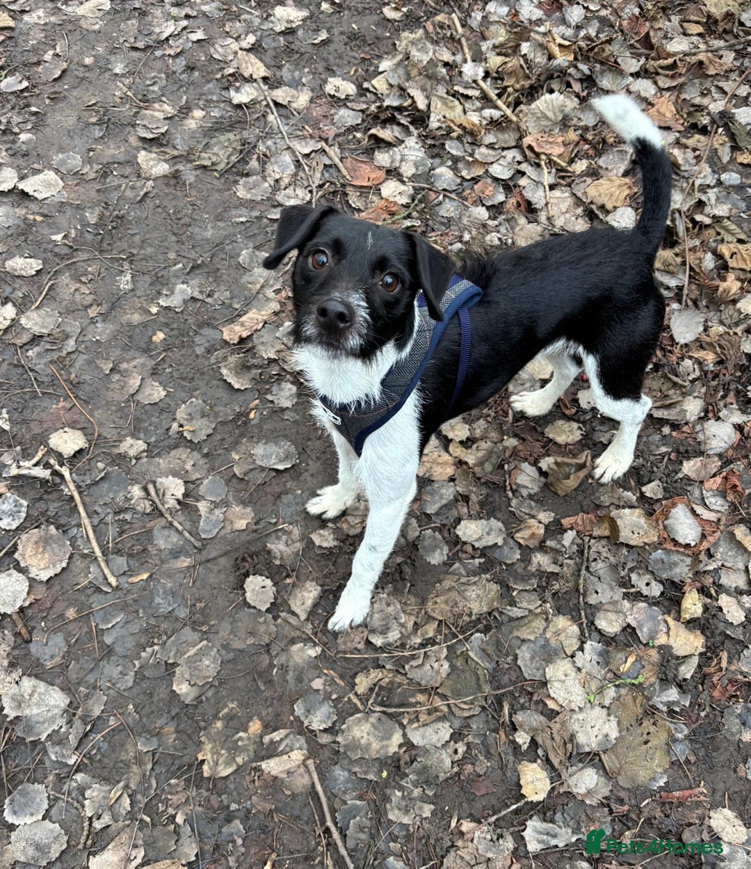 Patterdale Terrier dogs for adoption: Claus - Advert 1