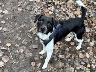 Patterdale Terrier dogs Claus - Advert 12