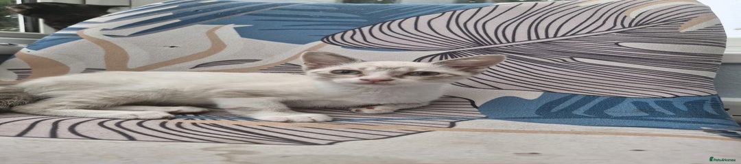 Snowshoe Kitten 5