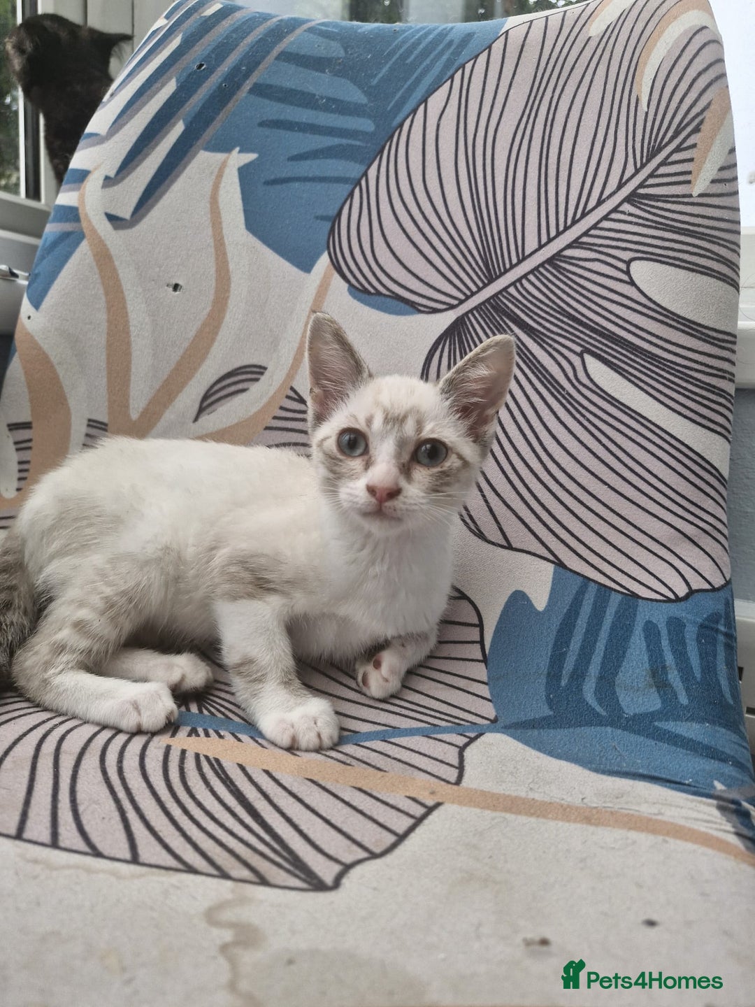 Snowshoe cats for sale:  pedigree Tica reg  snowshoes ready now - Image 8