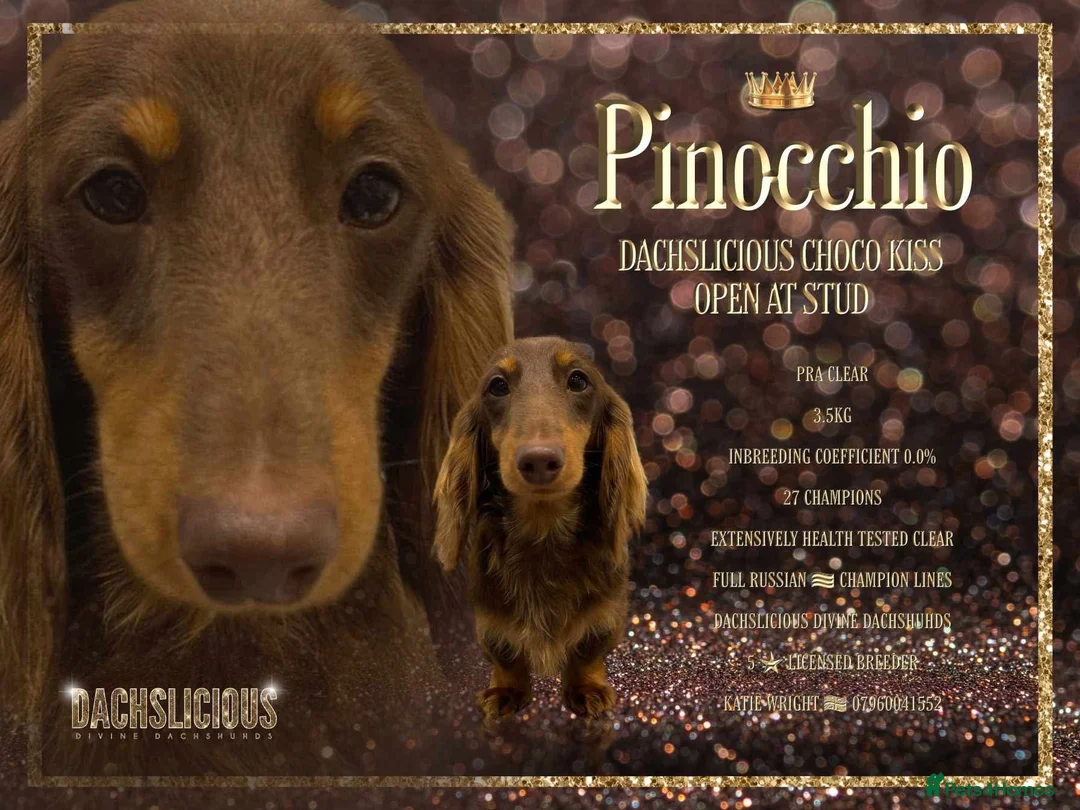 Miniature Dachshund dogs for sale: Beautiful Black & Tan Girl Long Haird Available  - Advert 2