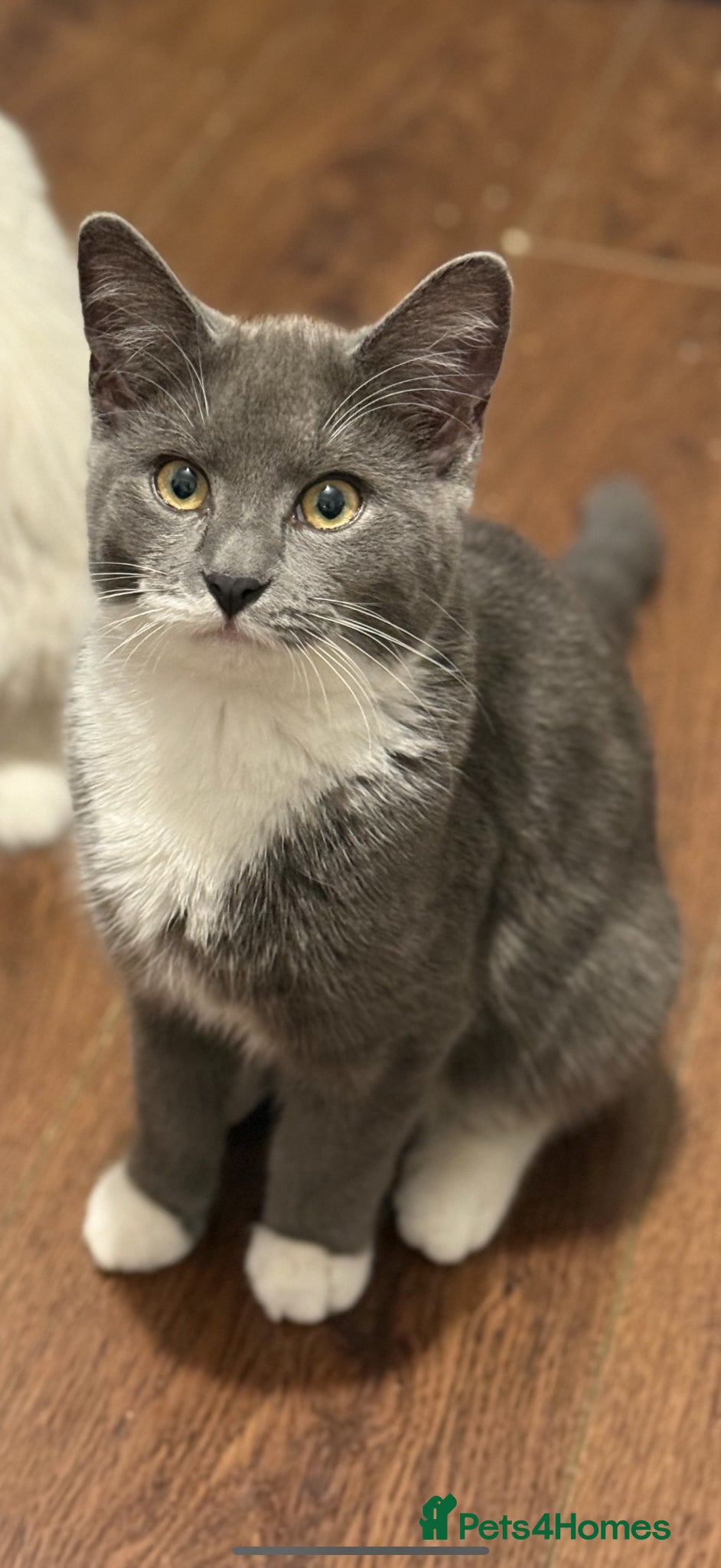 Russian Blue cats Beautiful grey boy  - Advert 1