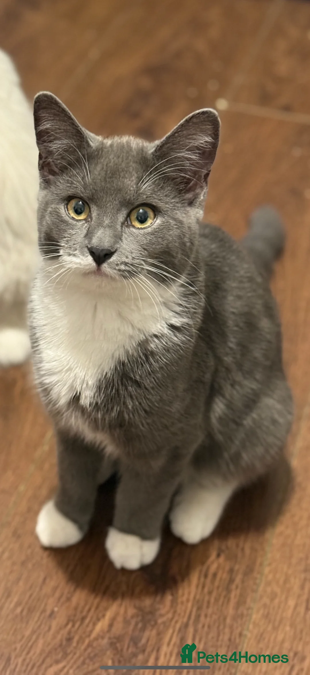 Russian Blue cats for sale: Beautiful grey boy  in Birmingham - Advert 1