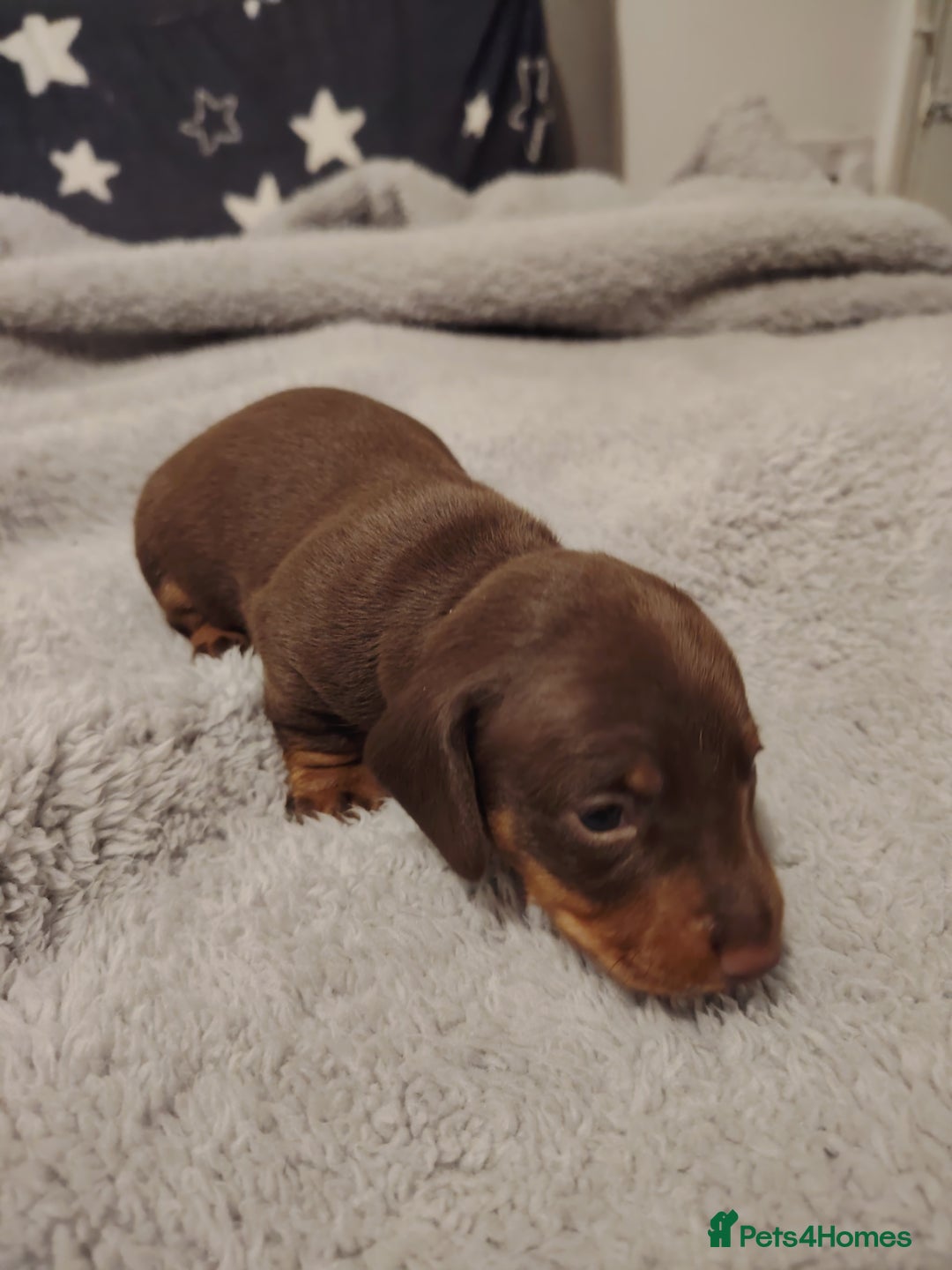 Miniature Dachshund dogs for sale: Mini dachshund - Advert 13