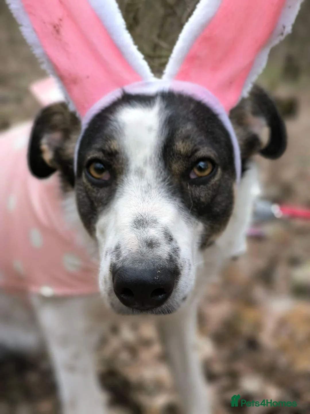 Mixed Breed dogs for adoption: ❤️JULIA❤️THE PERFECT MIX OF FUN AND LOVE in Burton-on-Trent - Advert 26