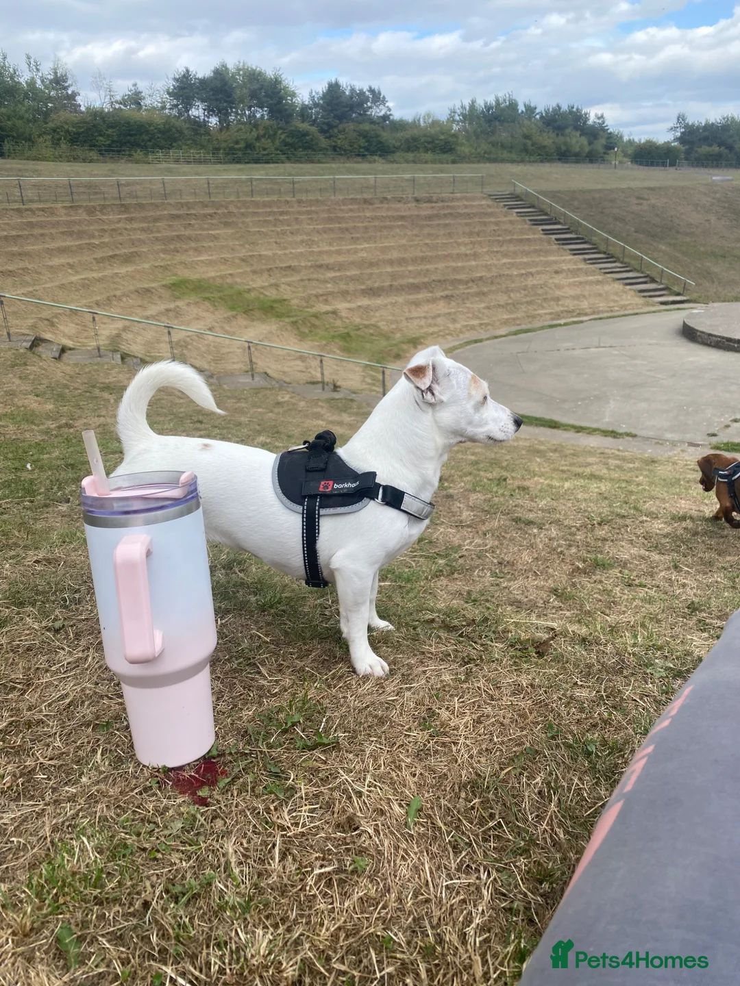 Jack Russell dogs for sale: Mini jack russel - Advert 2