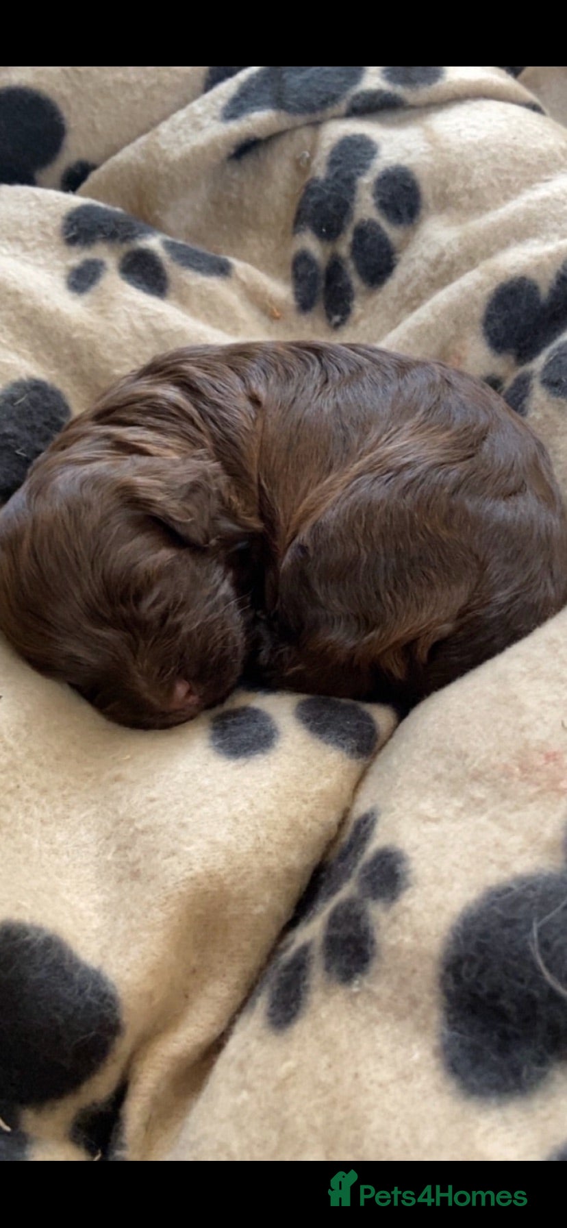 Havanese dogs 🩷BEAUTIFUL HAVENESE PUPPY’S🩵 - Advert 17