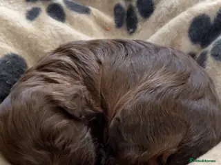 Havanese dogs 🩷BEAUTIFUL HAVENESE PUPPY’S🩵 - Advert 17