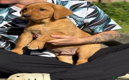 Labrador Retriever dogs for sale: Fox Red /  Mahogany Labradors  - Image 10