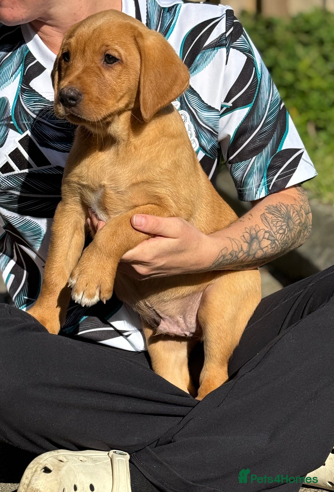 Labrador Retriever dogs for sale: Fox Red /  Mahogany Labradors  - Image 10