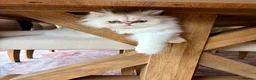 Persian cats for sale: Gorgeous Playful Male Persian Chinchilla - 1.5 Yrs - Advert 2