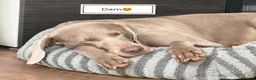Weimaraner dogs for sale: Stunning pedigree puppies, London, ready 18 Sep - Advert 2