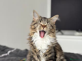 Maine Coon cats MAINE COON MIA - Advert 8