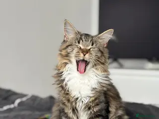 Maine Coon cats MAINE COON MIA - Advert 6