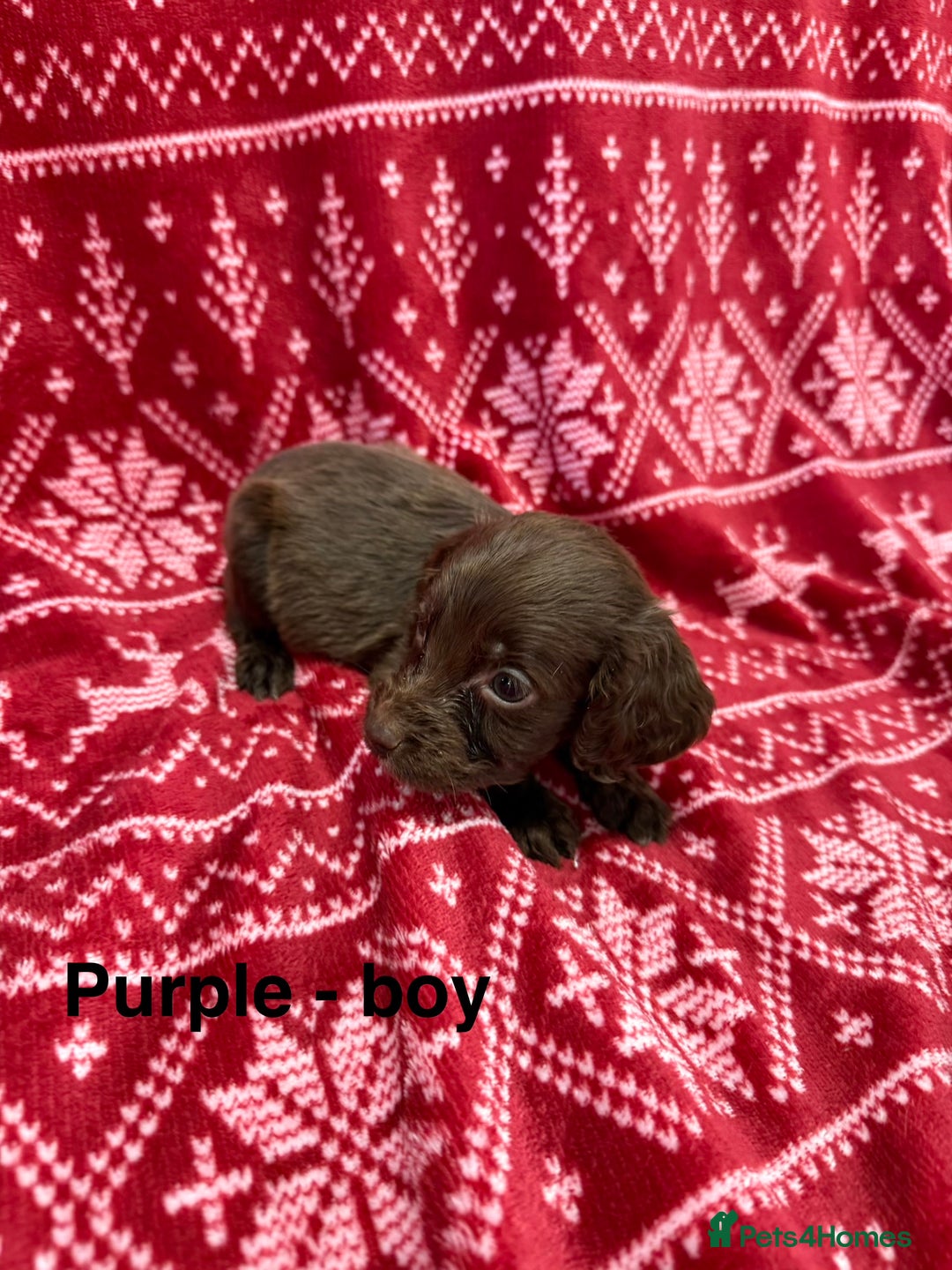 Cocker Spaniel dogs for sale: cocker spaniel puppies  - Advert 13