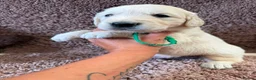 Golden Retriever dogs for sale: Gorgeous pups 2 boys - all tested - Advert 5
