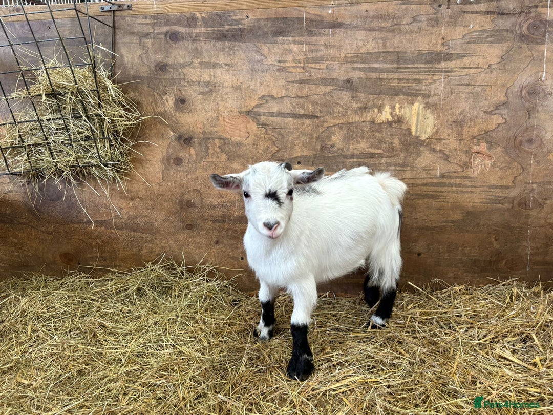 Goats livestock for sale: 4 Pure bred Pygmy wethers - Image 5