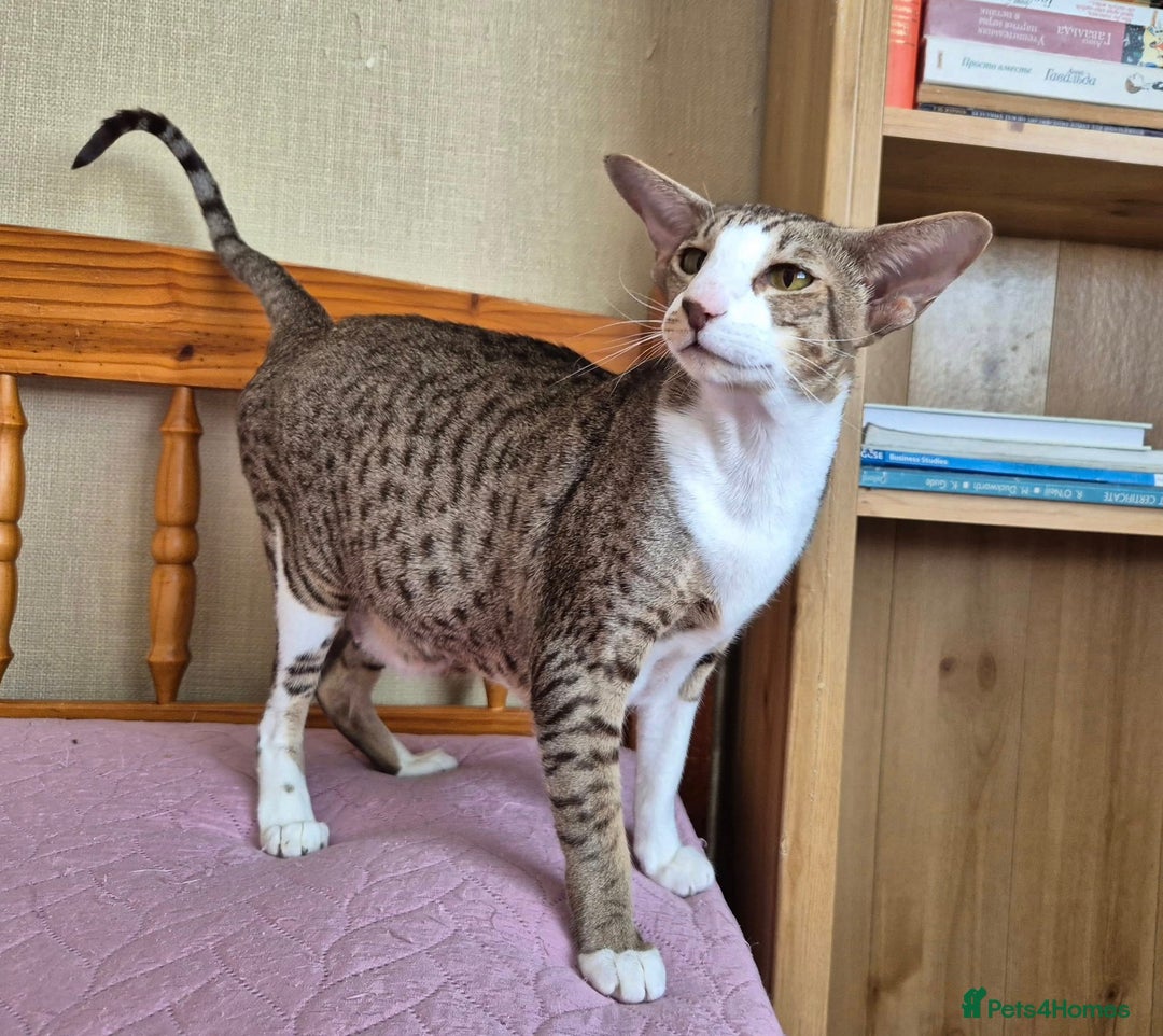 Oriental cats for sale: Beautiful Oriental bicolour girl  - Image 2