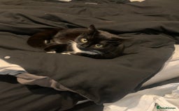 Mixed Breed cats for sale: 3 beautiful cats for re-home  - Image 6