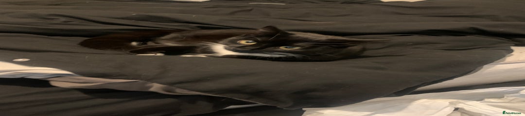 Mixed Breed Kitten 3