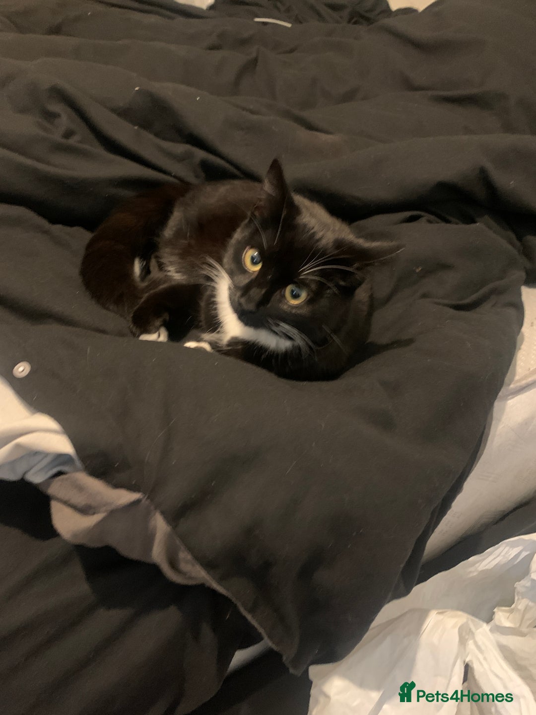 Mixed Breed cats for sale: 3 beautiful cats for re-home  - Image 6