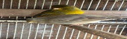 Canaries birds for sale: Canaries available  - Advert 4