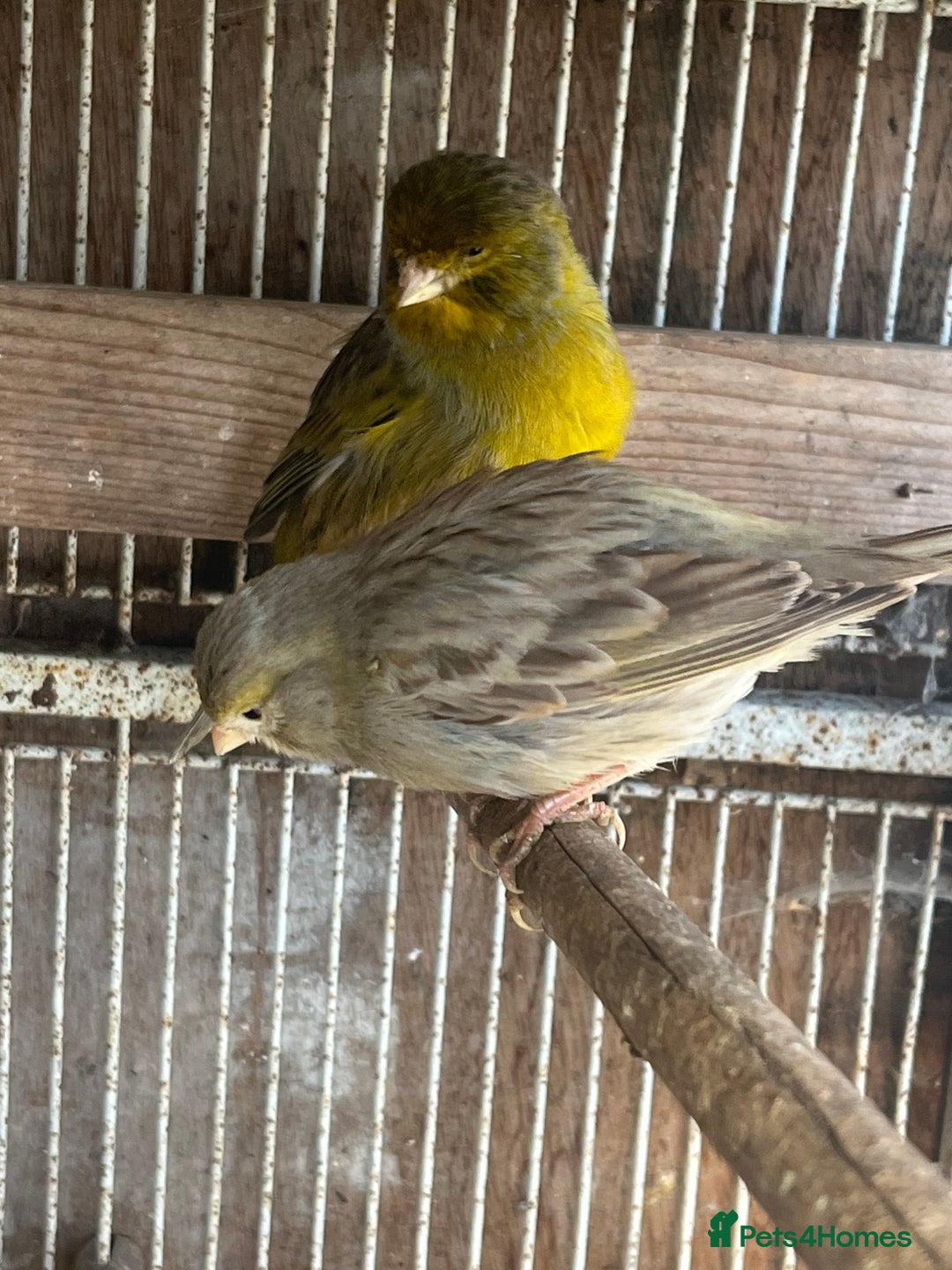Canaries birds for sale: Canaries available  - Advert 4