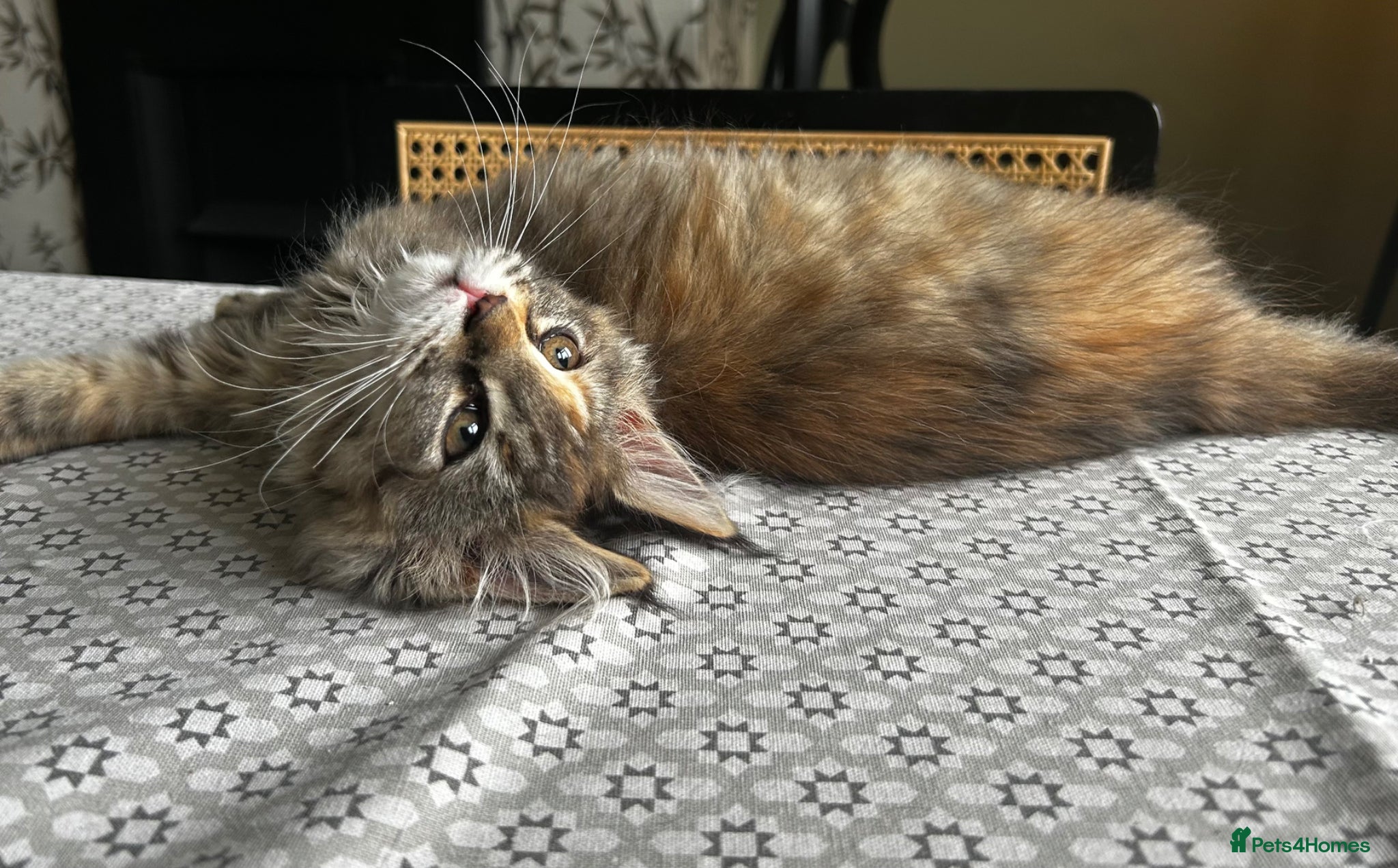 Maine Coon cats Beautiful Mainecoon kittens  - Advert 11