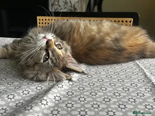 Maine Coon cats Beautiful Mainecoon kittens - Advert 11