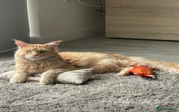 Maine Coon cats for sale: Donnie The Maine Coon - 4 y/o in Stoke-on-Trent - Image 3