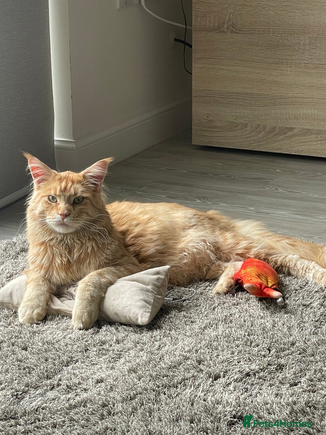 Maine Coon cats for sale: Donnie The Maine Coon - 4 y/o in Stoke-on-Trent - Image 3