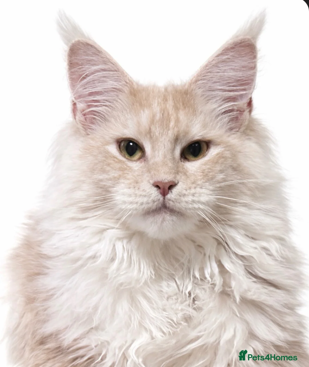 Maine Coon cats for sale: Beautiful red cream male purebred Maine coon boy - Advert 1