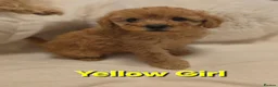 Maltipoo dogs for sale: 🐶4 beautiful maltipoo pups for sale🐶 - Advert 8